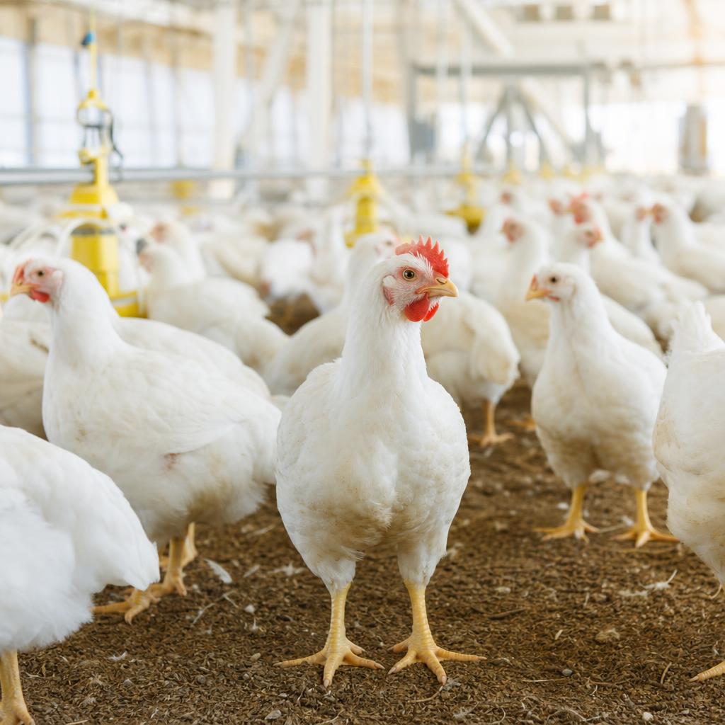 Poultry