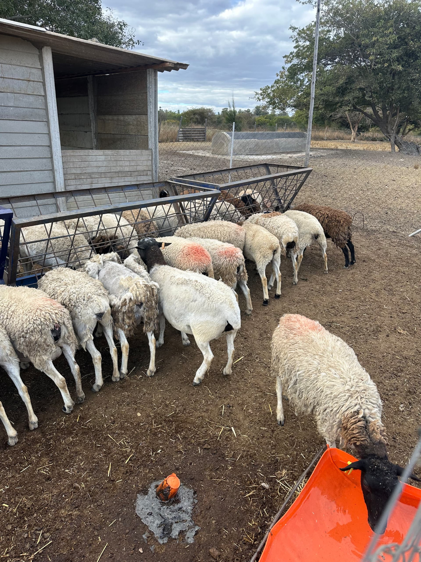 Lamb